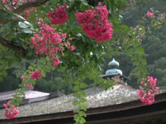 サルスベリの花(12k) 25日撮影