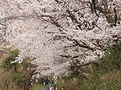 篠原緑地の桜(15k) 