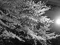 夜桜(15k) 