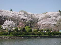 三ツ池の桜2(12k) 5日撮影
