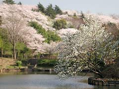 三ツ池の桜4(12k) 5日撮影
