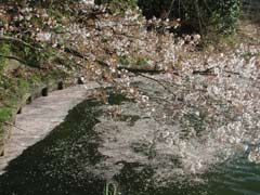 三ツ池の桜6(12k) 5日撮影