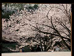 三ツ池の桜5(16k) 5日撮影