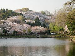 三ツ池の桜1(15k) 