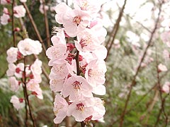 桃の花(14k) 
