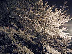 夜桜(16k) 