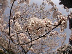 魚眼で見る桜(16k) 9日撮影