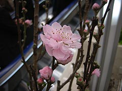 ピンクの樹花(12k) 