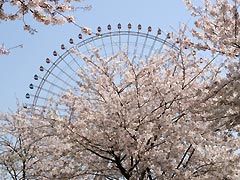 桜と観覧車(18k) 