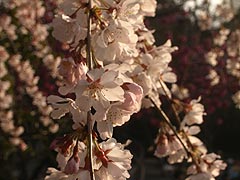 枝垂れ桜(14k) 