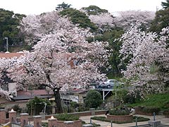 元町公園の桜(17k) 4日撮影