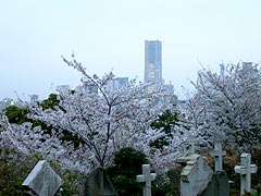 外人墓地の桜(13k) 4日撮影