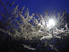 夜桜(14k) 
