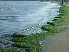 海藻のマット(14k) 