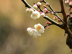 東慶寺の梅の花(12k) 