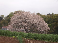 桜とネギ畑(13k) 13日撮影