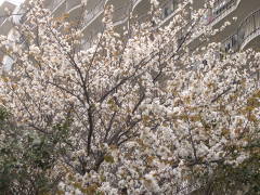 桜と団地(16k) 14日撮影