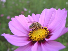 蜜蜂とコスモス(14k) 13日撮影