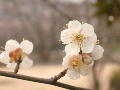 梅の花(13k) 