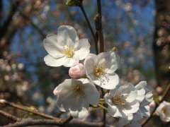 篠原園地の桜(14k) 2日撮影