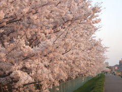 鶴見川の桜(16k) 