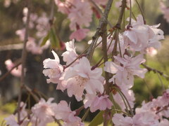 四季の森の枝垂れ桜(14k) 11日撮影