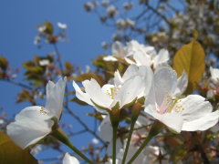 四季の森の桜(13k) 