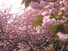 菊名の八重桜(17k) 