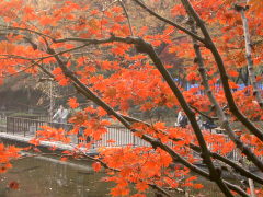 横浜公園の紅葉(18k) 2日撮影