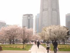 汽車道の桜(13k) 9日撮影