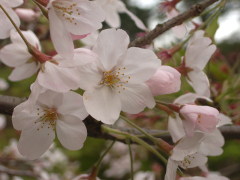 岸根公園の桜(12k) 