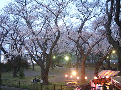 権現山の夜桜(18k) 