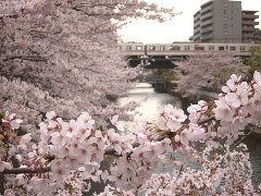石崎川の桜(20k) 