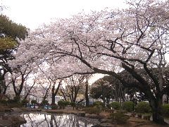 掃部山公園の桜(18k) 8日撮影