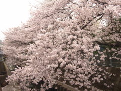 入り江川の桜(17k) 