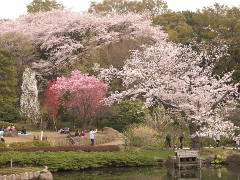 馬場花木園の桜(14k) 10日撮影