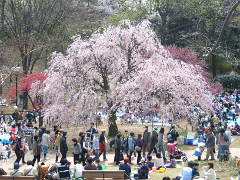 三ッ池公園の桜(15k) 10日撮影