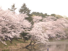 三ッ池公園の桜2(15k) 10日撮影