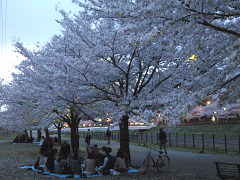 鳥山川の夜桜(17k) 