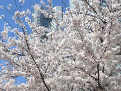 MM21の桜(15k) 