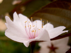 旗弁のある桜(18k) 21日撮影