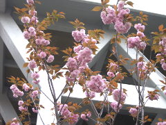 八重桜(18k) 