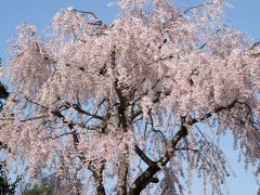 枝垂れ桜(18k) 3月23日撮影