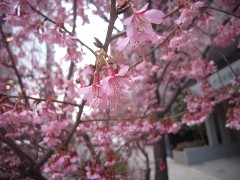 おかめ桜(18k) 
