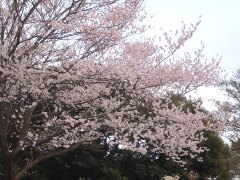 菊名池桜(18k) 