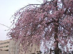枝垂桜(18k) 
