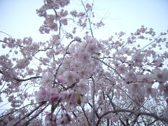 反町公園枝垂桜(18k) 