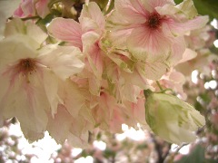 紅変する八重桜(18k) 19日撮影