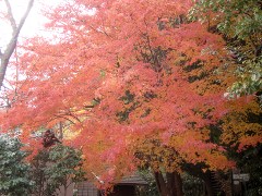 横溝屋敷の紅葉(18k) 11月30日撮影