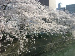 石崎川の桜(18k) 